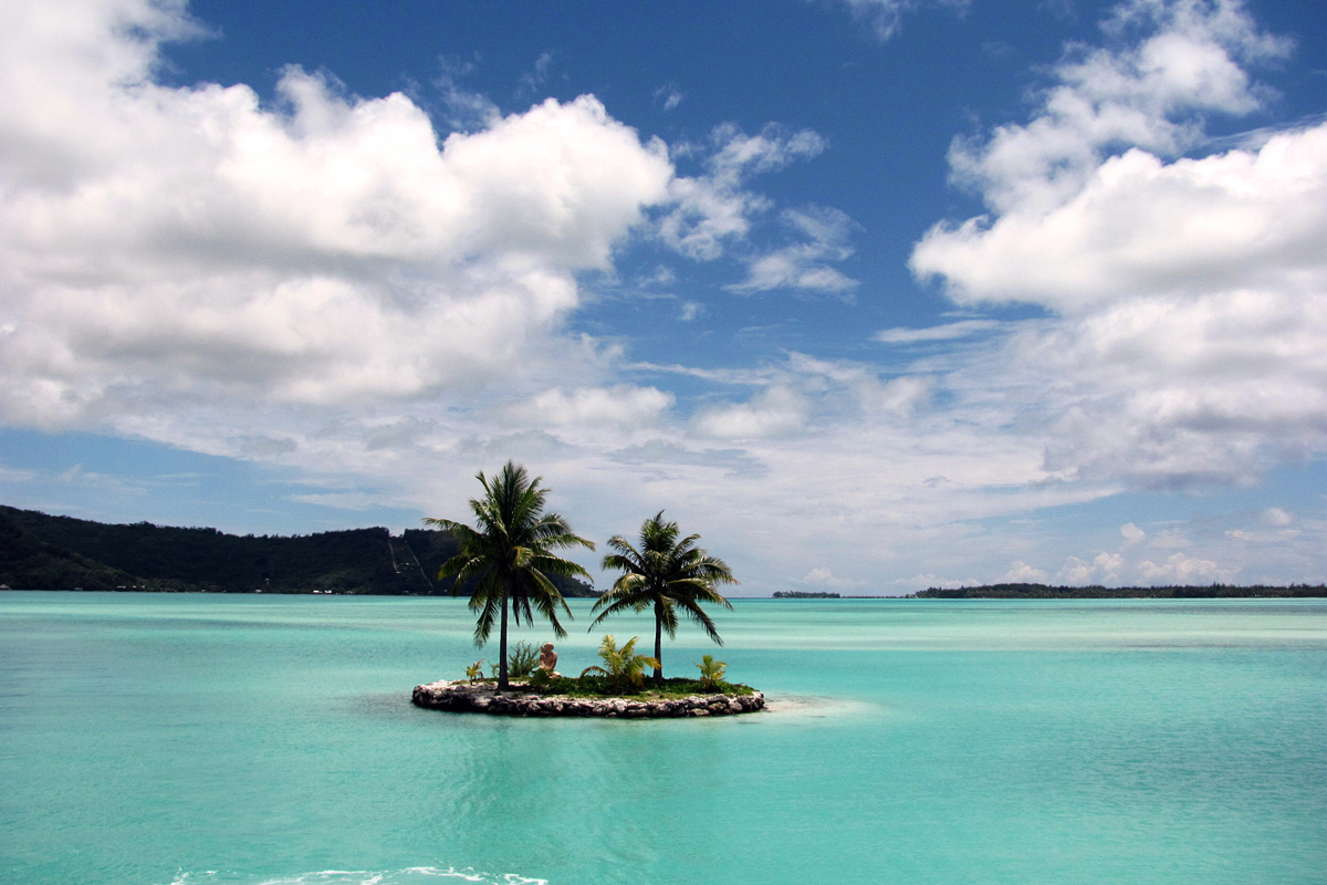 palm trees in the lagoon